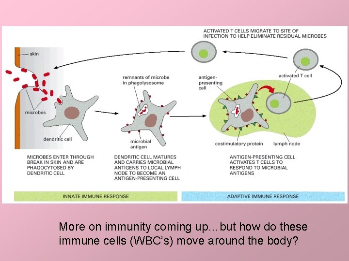 More on immunity coming up…but how do these immune cells (WBC’s) move around the