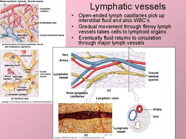 Lymphatic vessels • Open-ended lymph capillaries pick up interstitial fluid and also WBC’s •