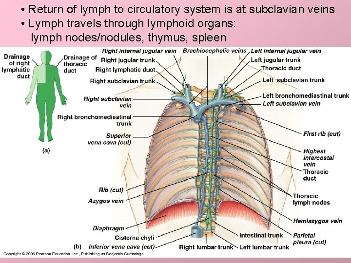  • Return of lymph to circulatory system is at subclavian veins • Lymph