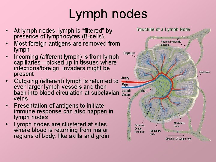 Lymph nodes • At lymph nodes, lymph is “filtered” by presence of lymphocytes (B-cells).