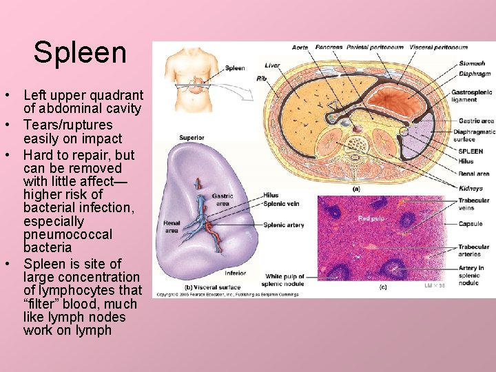 Spleen • Left upper quadrant of abdominal cavity • Tears/ruptures easily on impact •