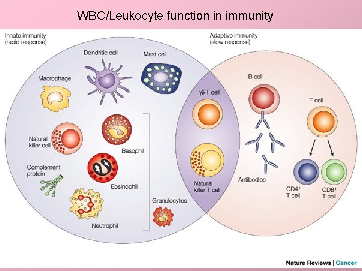 WBC/Leukocyte function in immunity 