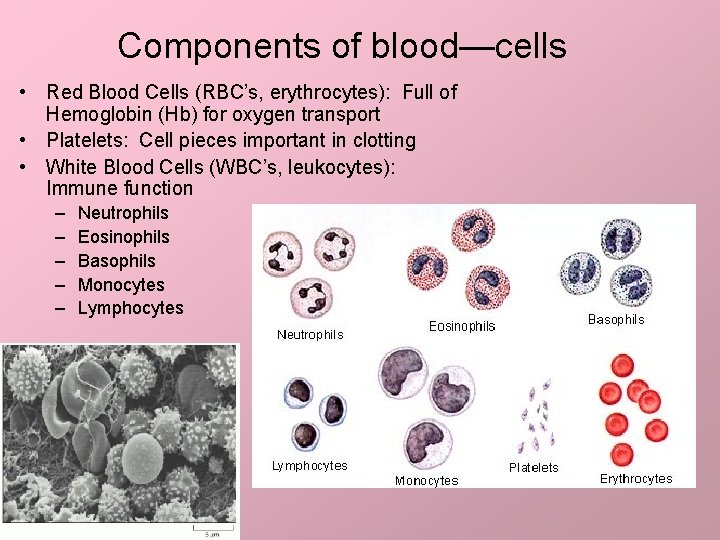 Components of blood—cells • Red Blood Cells (RBC’s, erythrocytes): Full of Hemoglobin (Hb) for