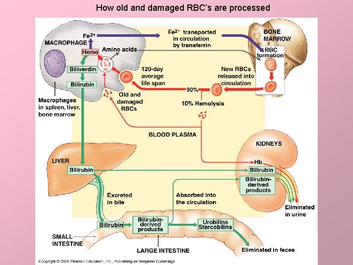How old and damaged RBC’s are processed 