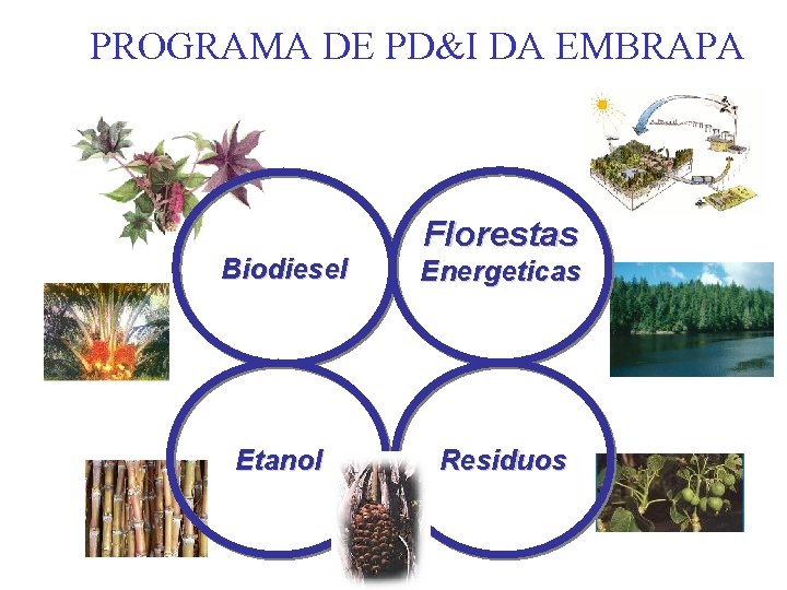 PROGRAMA DE PD&I DA EMBRAPA Florestas Biodiesel Energeticas Etanol Residuos 