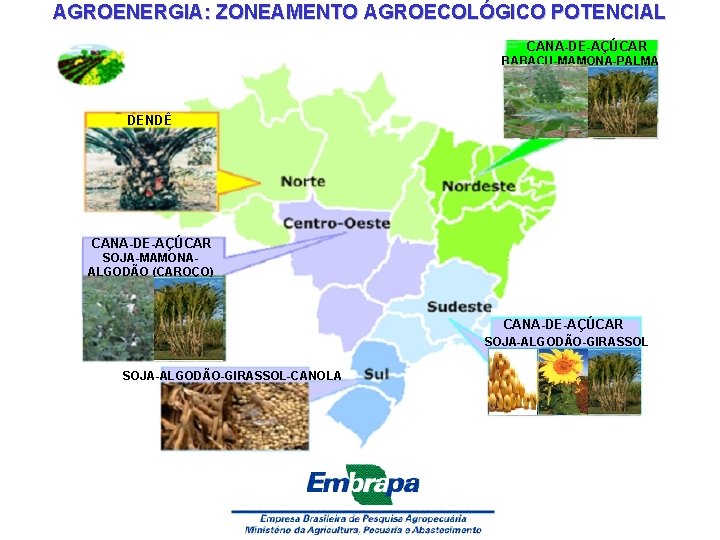 AGROENERGIA: ZONEAMENTO AGROECOLÓGICO POTENCIAL CANA-DE-AÇÚCAR BABAÇU-MAMONA-PALMA DENDÊ CANA-DE-AÇÚCAR SOJA-MAMONAALGODÃO (CAROÇO) CANA-DE-AÇÚCAR SOJA-ALGODÃO-GIRASSOL-CANOLA 