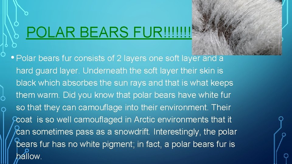 POLAR BEARS FUR!!!!!! • Polar bears fur consists of 2 layers one soft layer
