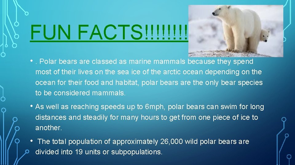 FUN FACTS!!!!!!! • . Polar bears are classed as marine mammals because they spend
