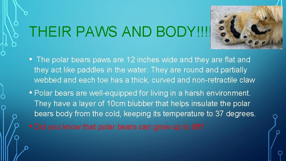 THEIR PAWS AND BODY!!!!!!! • The polar bears paws are 12 inches wide and