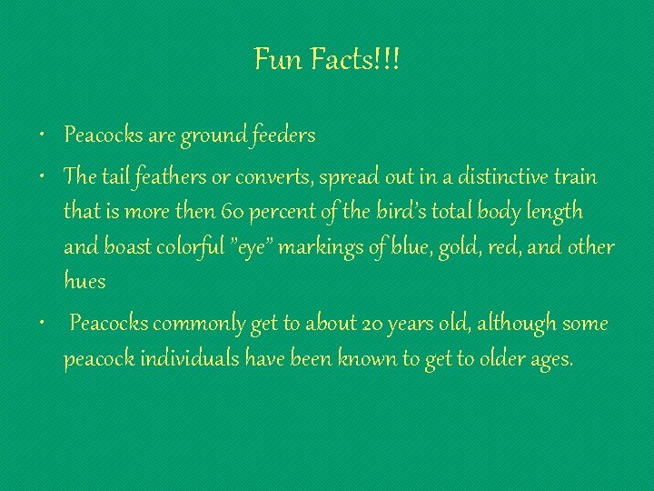 Fun Facts!!! • Peacocks are ground feeders • The tail feathers or converts, spread