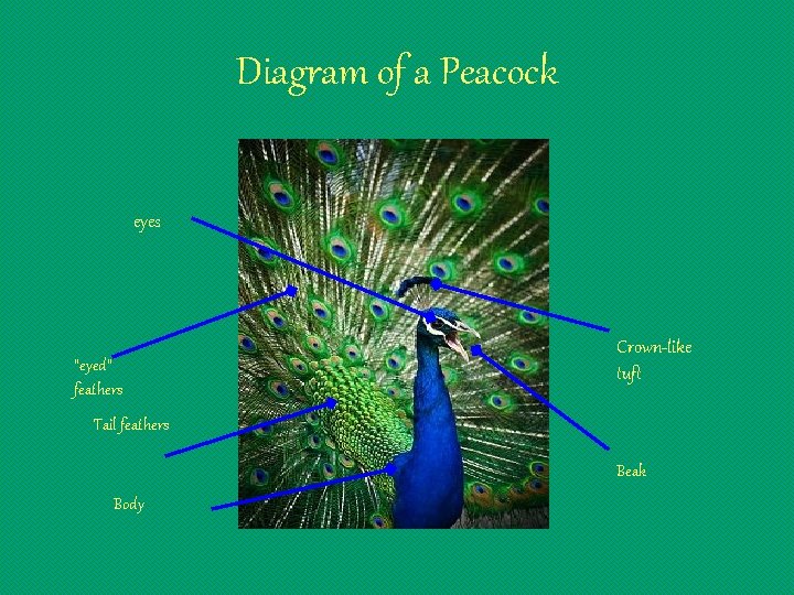 Diagram of a Peacock eyes “eyed” feathers Crown-like tuft Tail feathers Beak Body 