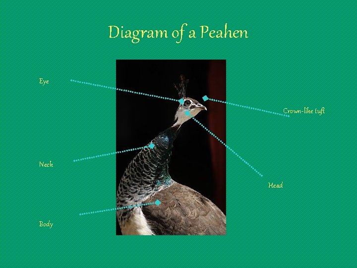 Diagram of a Peahen Eye Crown-like tuft Neck Head Body 