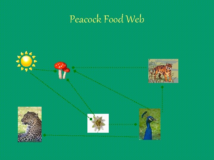 Peacock Food Web 