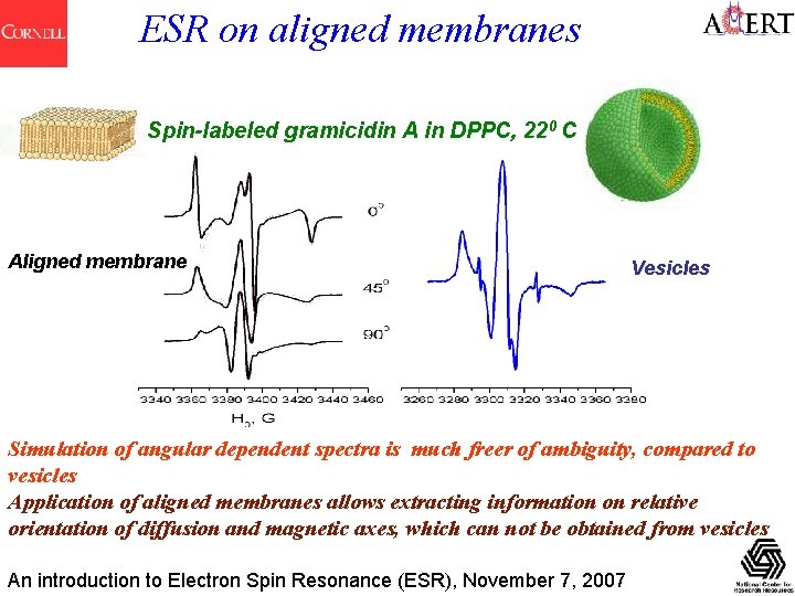 ESR on aligned membranes Spin-labeled gramicidin A in DPPC, 220 C Aligned membrane Vesicles