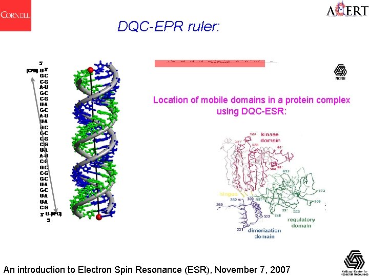 DQC-EPR ruler: Location of mobile domains in a protein complex using DQC-ESR: An introduction