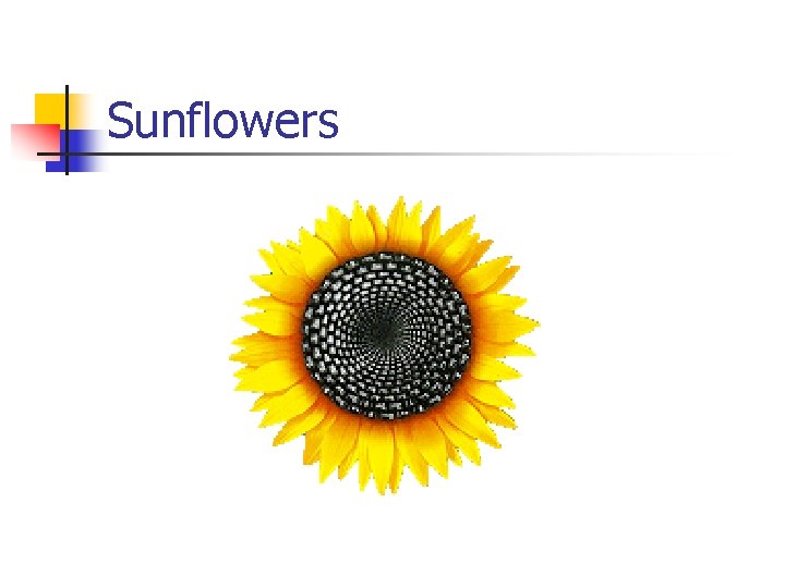 Sunflowers 