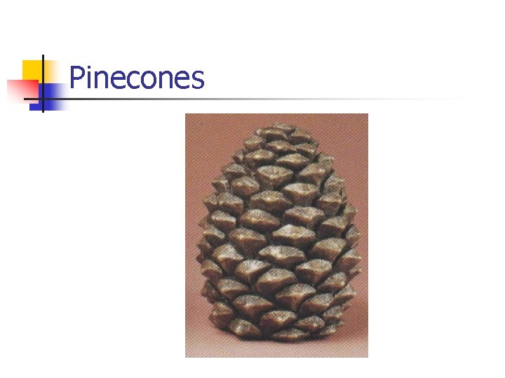 Pinecones 