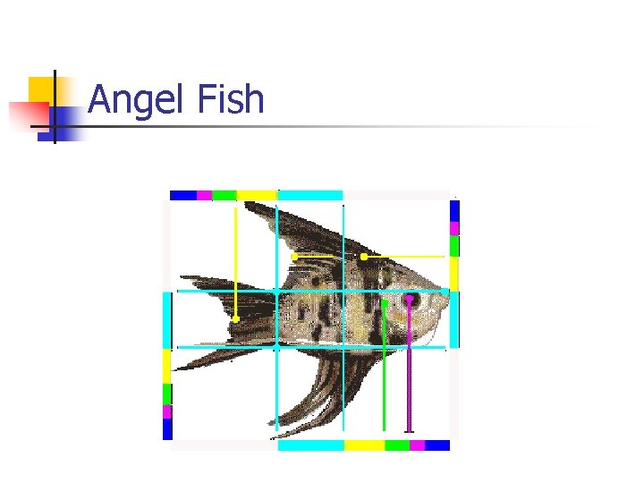 Angel Fish 