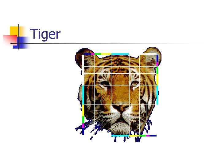 Tiger 