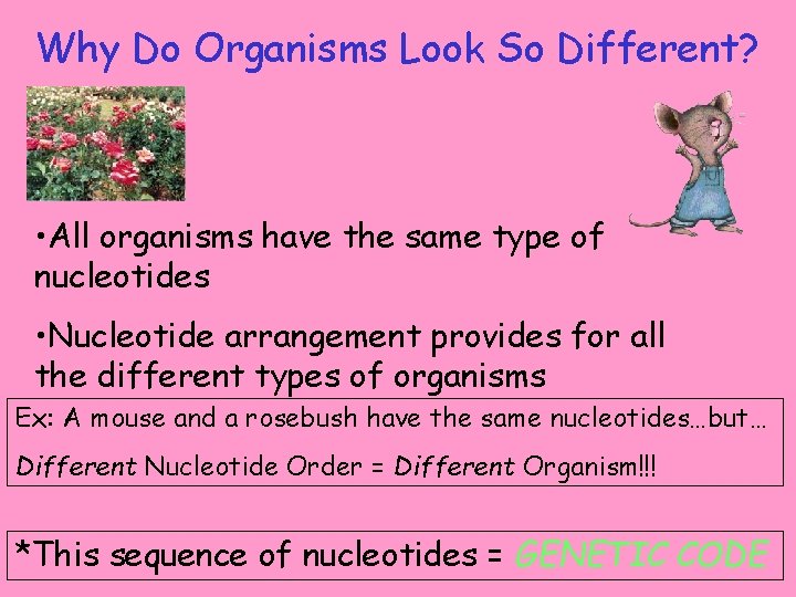 Why Do Organisms Look So Different? • All organisms have the same type of