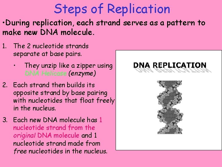Steps of Replication • During replication, each strand serves as a pattern to make