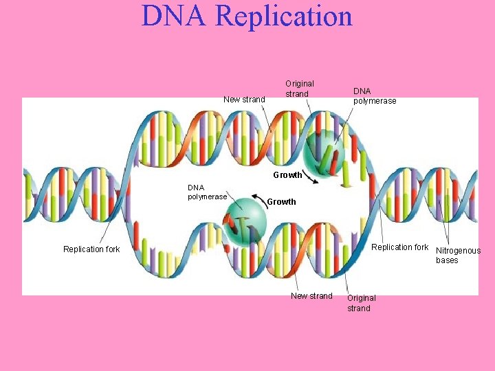 DNA Replication New strand Original strand DNA polymerase Growth Replication fork Nitrogenous bases Replication