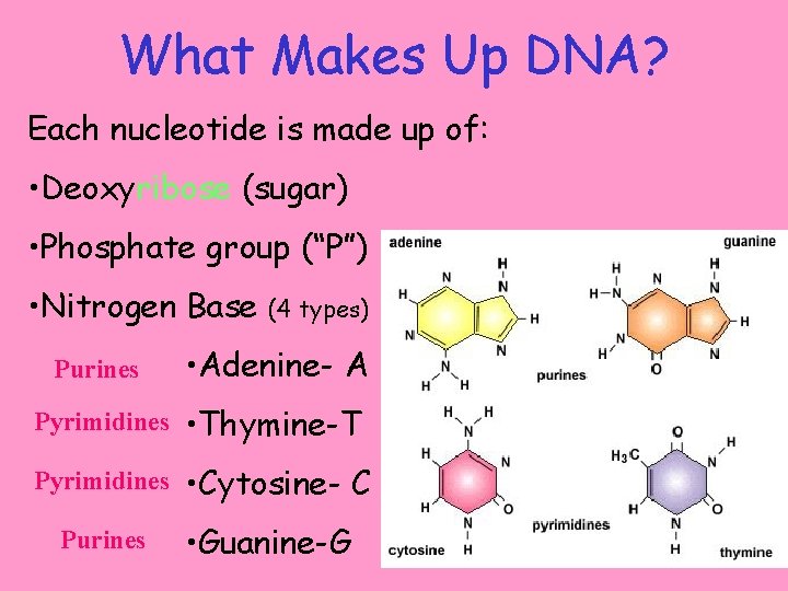 What Makes Up DNA? Each nucleotide is made up of: • Deoxyribose (sugar) •
