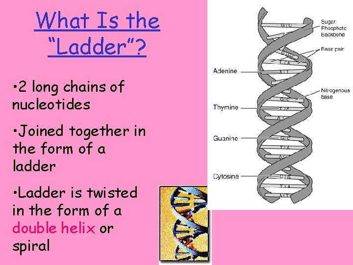 What Is the “Ladder”? • 2 long chains of nucleotides • Joined together in