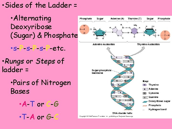  • Sides of the Ladder = • Alternating Deoxyribose (Sugar) & Phosphate •