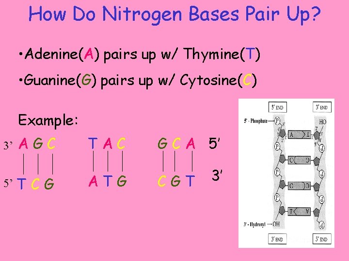 How Do Nitrogen Bases Pair Up? • Adenine(A) pairs up w/ Thymine(T) • Guanine(G)