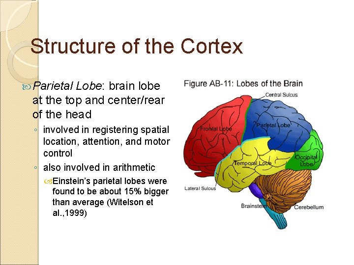 Structure of the Cortex Parietal Lobe: brain lobe at the top and center/rear of