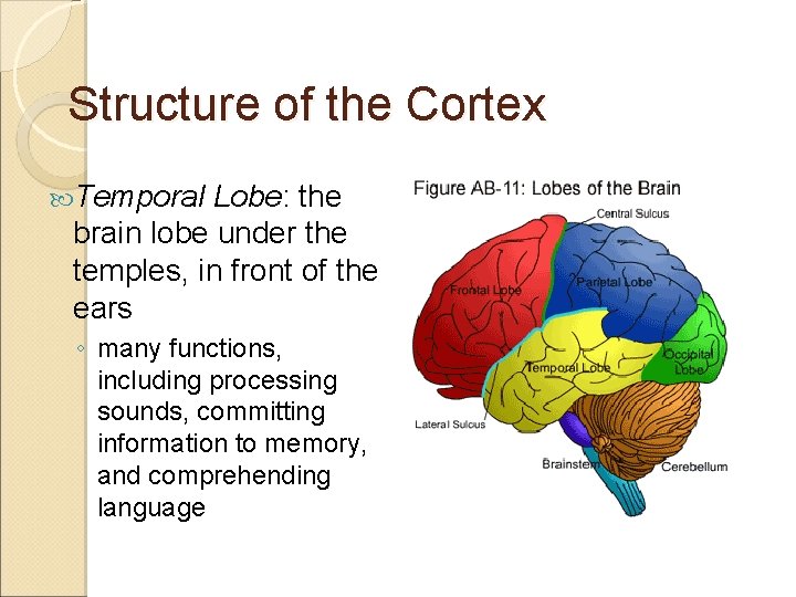 Structure of the Cortex Temporal Lobe: the brain lobe under the temples, in front