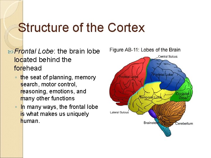 Structure of the Cortex Frontal Lobe: the brain lobe located behind the forehead ◦