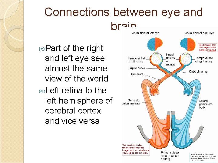 Connections between eye and brain Part of the right and left eye see almost