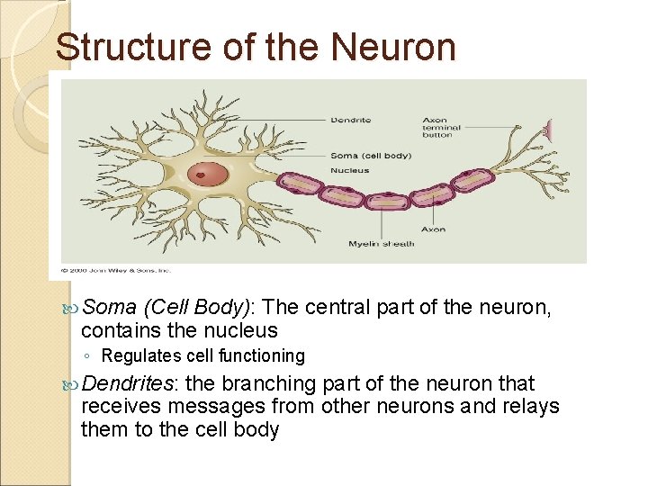 Structure of the Neuron Soma (Cell Body): The central part of the neuron, contains