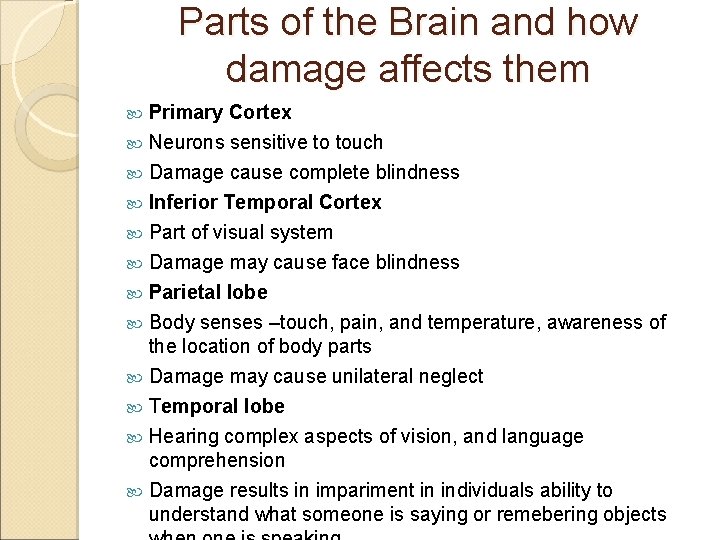 Parts of the Brain and how damage affects them Primary Cortex Neurons sensitive to