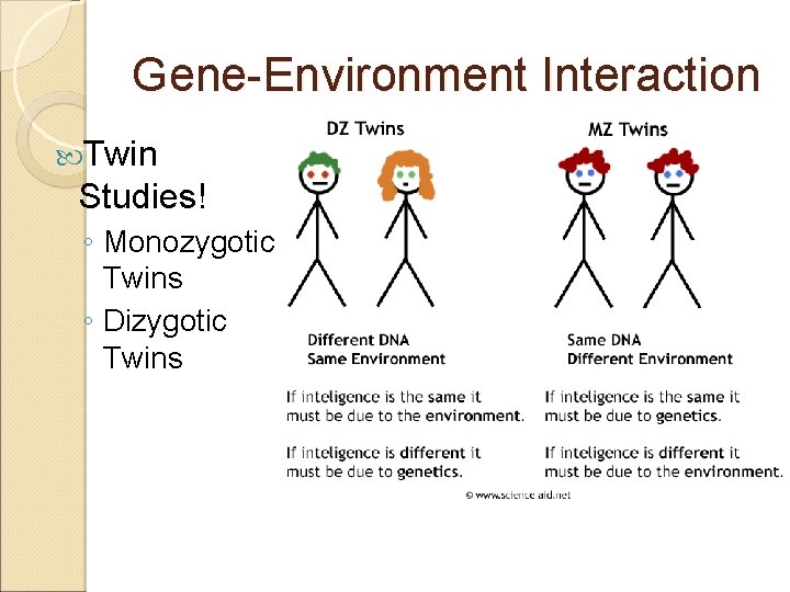 Gene-Environment Interaction Twin Studies! ◦ Monozygotic Twins ◦ Dizygotic Twins 