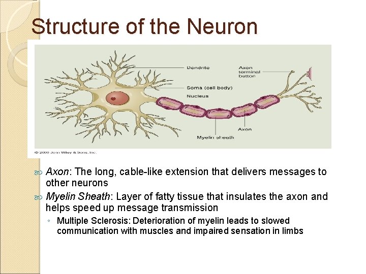 Structure of the Neuron Axon: The long, cable-like extension that delivers messages to other