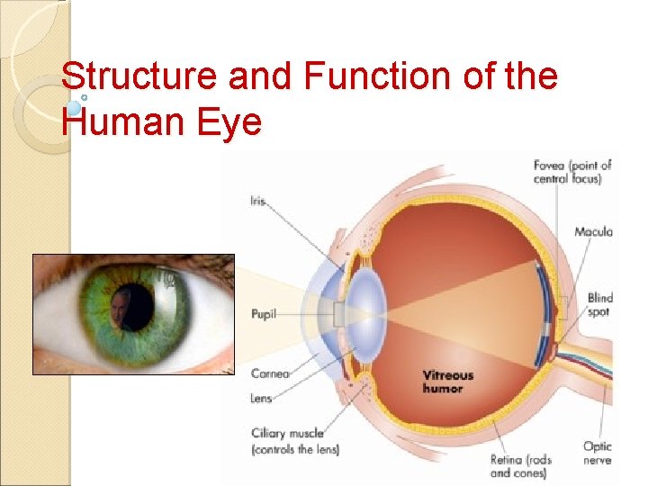 Structure and Function of the Human Eye 