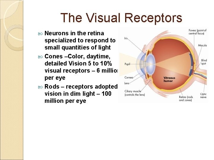 The Visual Receptors Neurons in the retina specialized to respond to small quantities of