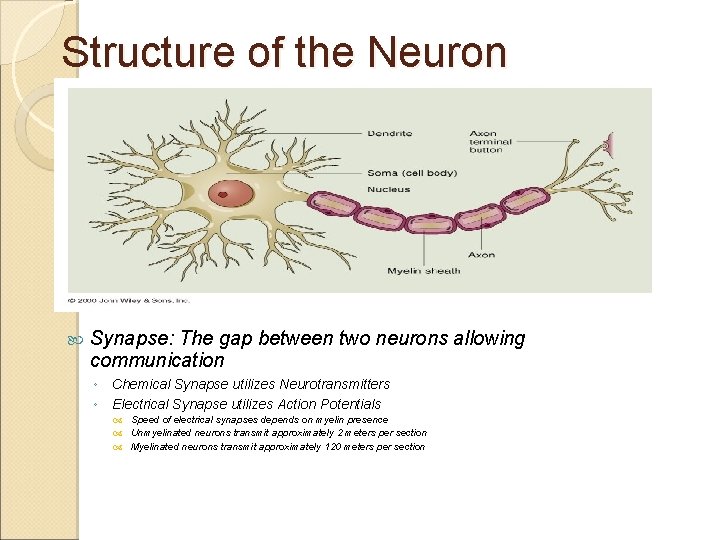 Structure of the Neuron Synapse: The gap between two neurons allowing communication ◦ Chemical