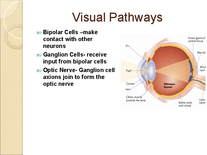 Visual Pathways Bipolar Cells –make contact with other neurons Ganglion Cells- receive input from