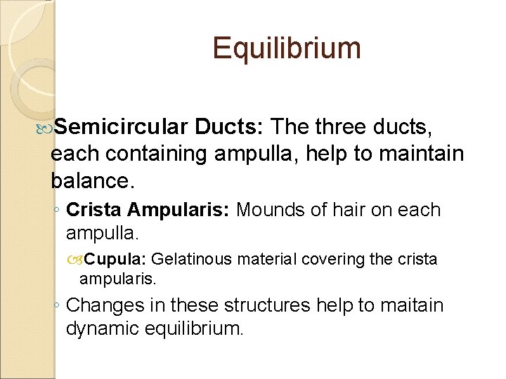 Equilibrium Semicircular Ducts: The three ducts, each containing ampulla, help to maintain balance. ◦