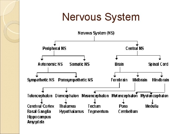 Nervous System 