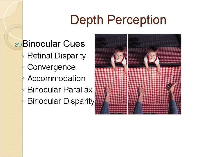 Depth Perception Binocular Cues ◦ Retinal Disparity ◦ Convergence ◦ Accommodation ◦ Binocular Parallax