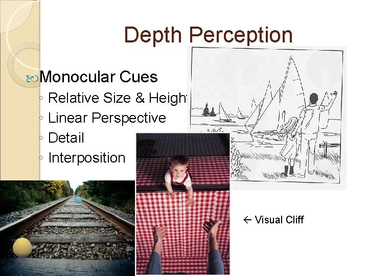 Depth Perception Monocular Cues ◦ Relative Size & Height ◦ Linear Perspective ◦ Detail