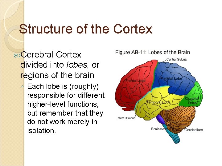 Structure of the Cortex Cerebral Cortex divided into lobes, or regions of the brain