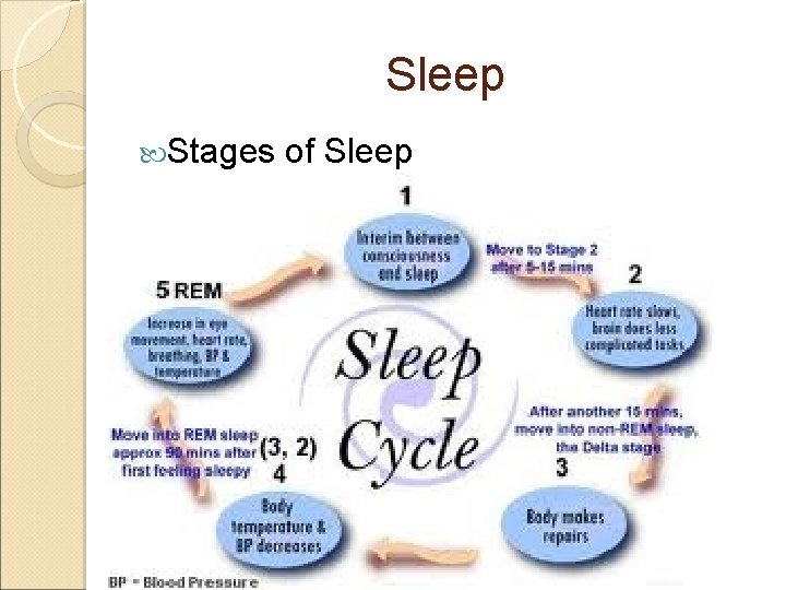 Sleep Stages of Sleep 