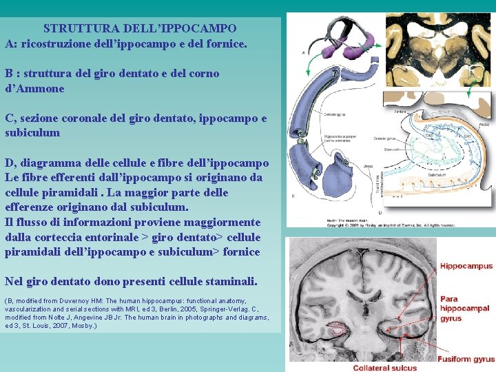 STRUTTURA DELL’IPPOCAMPO A: ricostruzione dell’ippocampo e del fornice. B : struttura del giro dentato