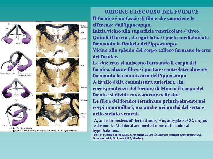 ORIGINE E DECORSO DEL FORNICE Il fornice è un fascio di fibre che conntiene